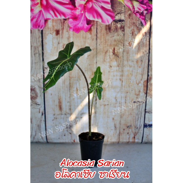 ต้นอโลคาเซียซาเรียน (Alocasia Sarian) หรือ อโลคาเซียหูช้าง มีทรงต้นสูง ใบและก้านใบมีขนาดใหญ่ มีสินค้าพร้อมส่ง