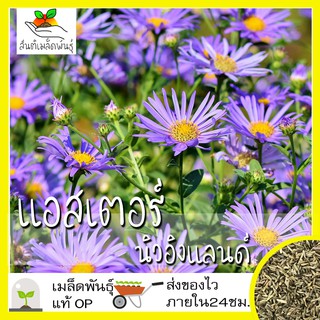 เมล็ดพันธุ์ แอสเตอร์ นิวอิงแลนด์ 150 เมล็ด New England Aster seed เมล็ดพันธุ์แท้ นำเข้าจากต่างประเทศ ปลูกง่าย โตไว