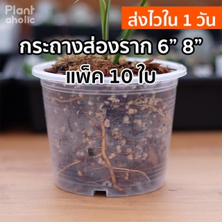 กระถางใส กระถางส่องราก กระถางต้นไม้ 6" 8" แพ็ค 10 ใบ