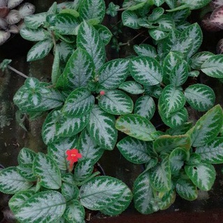 Episcia(ดอกสีแดง)กระถาง4นิ้ว