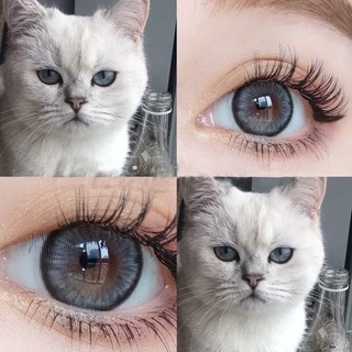 คอนแทคเลนส์ รุ่นตาประกายสวยสุดๆ🌈Apple Bloom🌈 Brown / Gray (Luxzylens) ขนาดกลาง💖