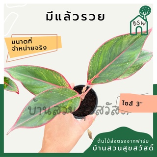 มีแล้วรวย ในกระถาง 3 นิ้ว ต้นไม้มงคล มาในกระถางพร้อมตั้ง