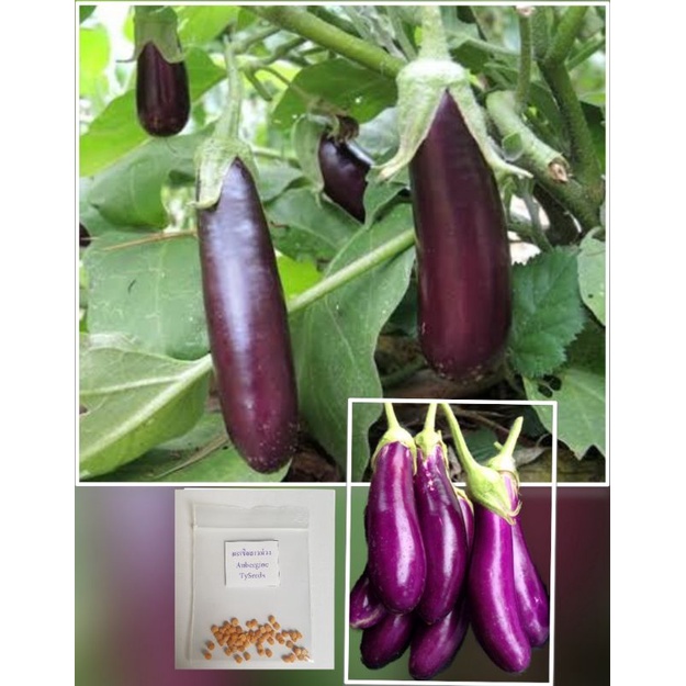 เมล็ดพันธุ์ มะเขือยาวสีม่วง 50 เมล็ด [ 10แถม2 ] คละได้
