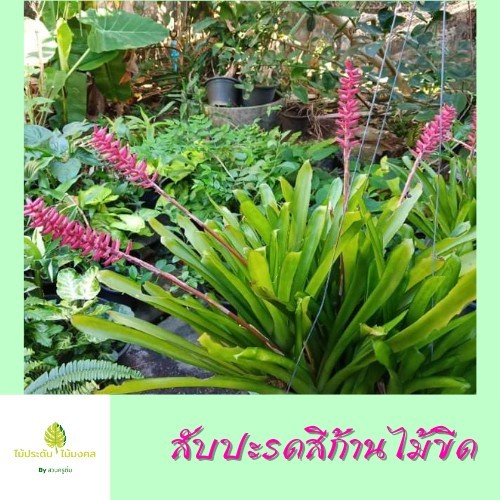 สับปะรดสีก้านไม้ขีด ไม้ฟอกอากาศ กระถาง 3นิ้ว และ 4นิ้ว *จัดส่งแบบห่อตุ้ม*