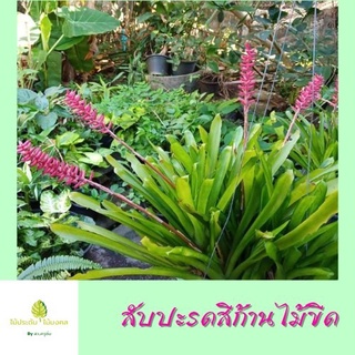 สับปะรดสีก้านไม้ขีด ไม้ฟอกอากาศ กระถาง 3นิ้ว และ 4นิ้ว