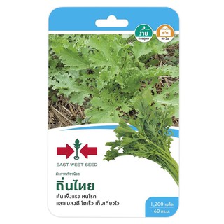 ผักกาดเขียวน้อย ถิ่นไท ศรแดง LEAF MUSTARD SEED EAST-WEST SEED THINTHAI