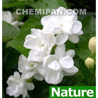 [CHEMIPAN] น้ำมันหอมระเหย ดอกมะลิ (Jasmine  Es. Oil) 25g.