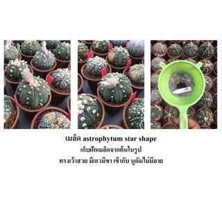 เมล็ด astrophytum star shape 1 ซอง 10 เมล็ด