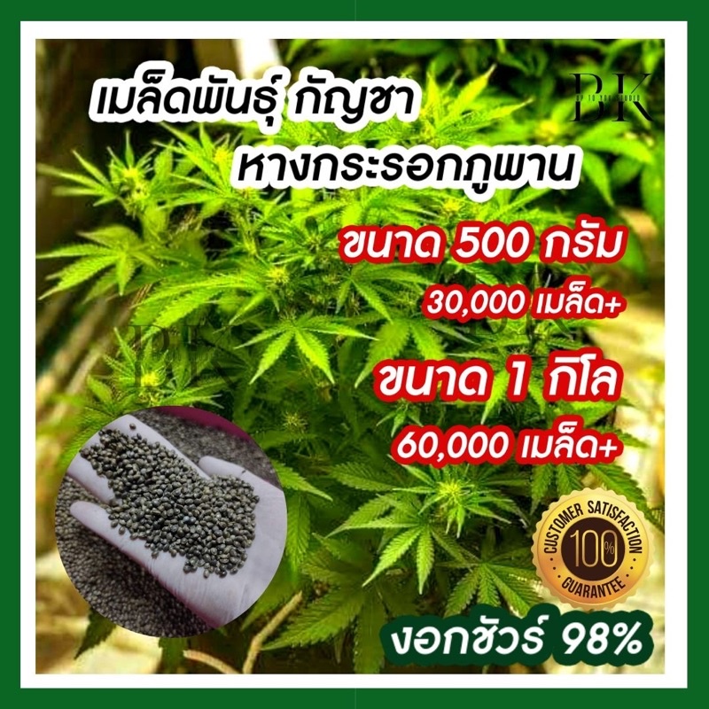 เมล็ดพันธุ์ กัญชา หางกระรอกภูพาน จากฟาร์มคัดเพศเมีย 90% บรรจุ 500 กรัม และ 1 กิโลกรัม