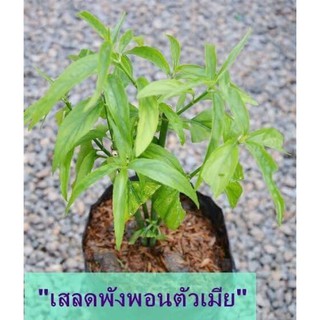 #เสลดพังพอน  #เสลดพังพอนตัวเมีย #กล้าเสลดพังพอน #กล้าไม้พร้อมปลูก