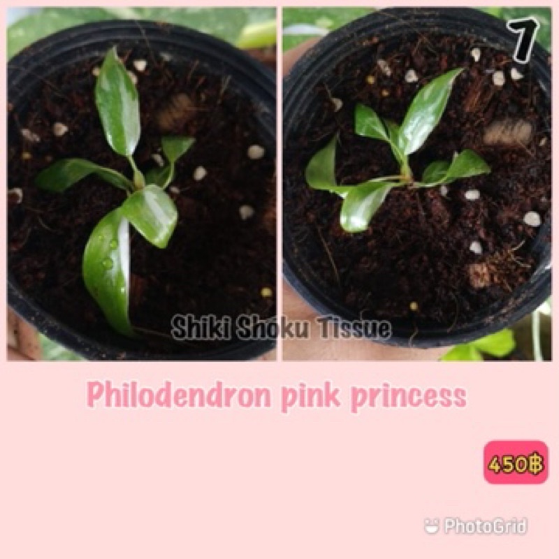 philodendron pink princess(พิ้งค์ปริ้นซ์)