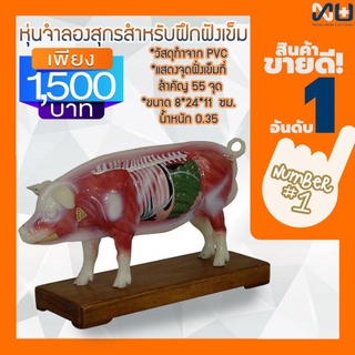 Anatomy model: NK- 604 หุ่นจำลองสุกรสำหรับฝึกฝังเข็ม