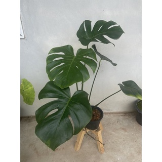 มอนสเตอร่าไจแอ้นท์ : Monstera deliciosa Liebm