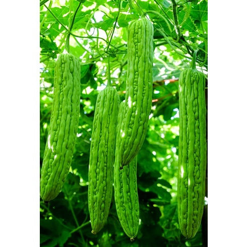 เมล็ดมะระจีน สำหรับปลูก ซองละ 10 เม็ด 25 บาท เมล็ดปลูกต่อได้ จากบ้านสวนที่เชียงราย