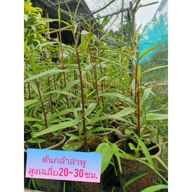 ต้นลำพู​ ต้นกล้า สูงเฉลี่ย​20​-30 ซม.