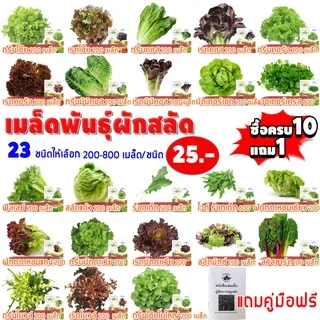 (ฟรีคู่มือ 10แถม1) ซอง 200-800เมล็ด เมล็ดพันธุ์ ผักสลัด ทำมะชาดฟาร์ม กรีนโอ๊ค เบบี้คอส สวิสชาร์ด ผักกาดหอม ไฮโดรโปรนิกส์
