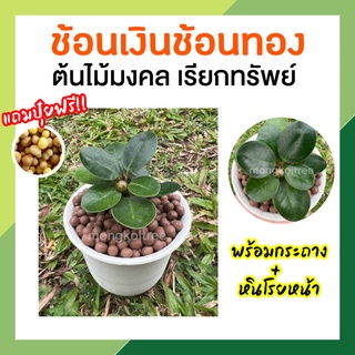 ช้อนเงินช้อนทอง 🌿 ต้นไม้มงคลจิ๋ว แถมปุ๋ยฟรี💥 พร้อมกระถาง 3 นิ้วและหินโรยหน้า เรียกทรัพย์ เรียกเงินเรียกทอง เสริมโชคลาภ