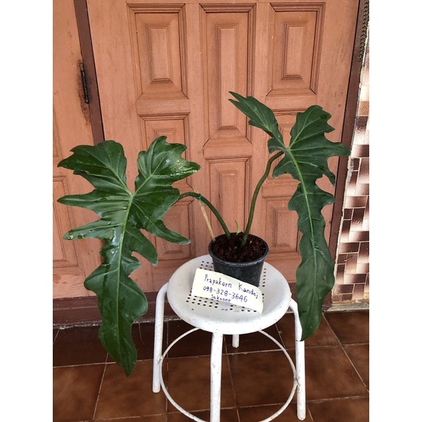 philodendron golden dragon narrow form