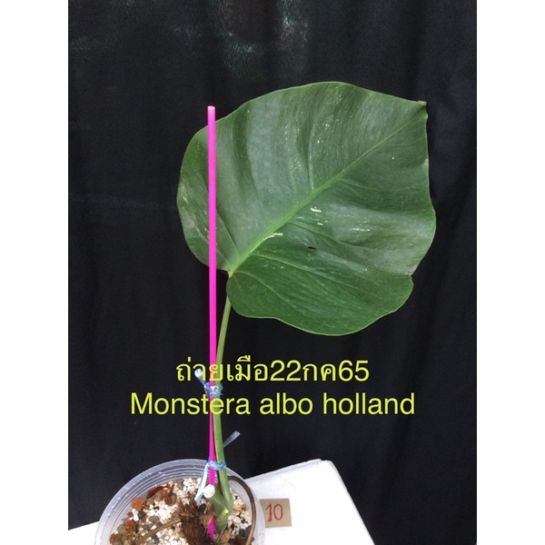 มอนสเตอร์ล่าอัลโบ้ฮอลแลนด์(monstera albo holland )