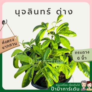 มุจลินท์ ด่าง ส่งพร้อมกระถาง 5-6 นิ้ว