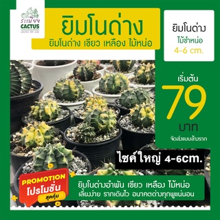 🌵ยิมโนด่างอำพัน🌵 เริ่มต้น 79 บาท ไซค์ใหญ่คัดพิเศษ เขียว เหลือง ไม้หน่อ เลี้ยงง่าย รากเดินไว อนาคตด่างทุกพูแน่นอน