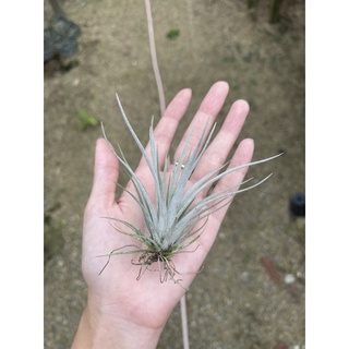 Tillandsia Pringlei.