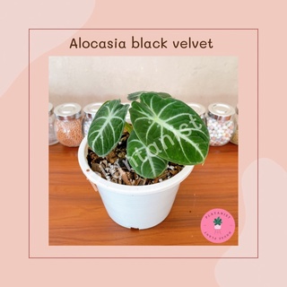 ต้นไม้มาแรง ต้นไม้หายาก ต้นไม้สะสม Rare House Plant - อโลคาเซีย แบล็คเวลเวท - Alocasia Black Velvet พร้อมส่ง