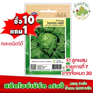 (ซื้อ10แถม1) เมล็ดพันธุ์ สลัดไอซ์เบิร์ก คริสปี้ Lettuce iceberg crispy ประมาณ 5,000เมล็ด เจียไต๋ เมล็ดพันธุ์พืช