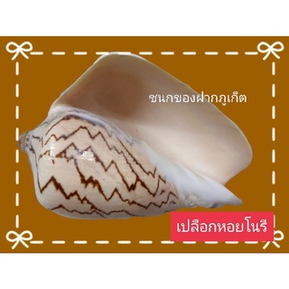 🐚เปลือกหอยโนรี🐚 ขนาด 5 นิ้ว