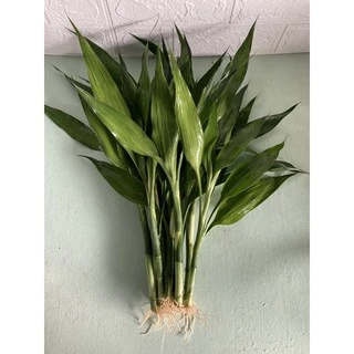 ไผ่กวนอิมสูงประมาณ25-35cm(10ต้น)มีรากแล้วพร้อมสำหรับปลูกลกระถาง ลงแปลงดิน