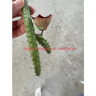 เก๋งจีนเด็ดสด Huernia keniensis var. nairobiensis