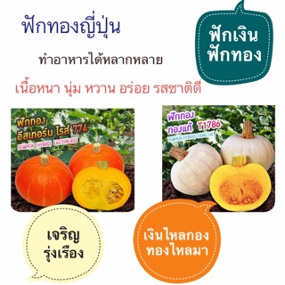 เมล็ดฟักทอง ฟักเงิน (Pumpkin) ฟักทองญี่ปุ่น เนื้อแน่น รสชาติดี หวาน อร่อย ปลูกง่าย