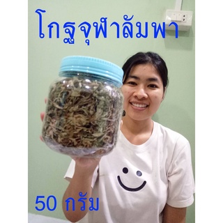 (50 กรัม) โกฐจุฬาลัมพาแห้ง  สมุนไพรโกฐจุฬาลัมพา สมุนไพรโกฐจุฬาลัมพาตากแห้งจากสวนโดยตรง ของแท้จากคนปลูกจริงๆ