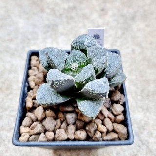 พร้อมส่ง!!ฮาโวเทีย Haworthia hybridMordor จัดส่งแบบล้างราก