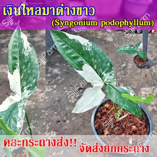 1 กระถาง ต้นเงินไหลมาด่างขาว Syngonium podophyllum คละกระถางส่ง จัดส่งพร้อมกระถาง