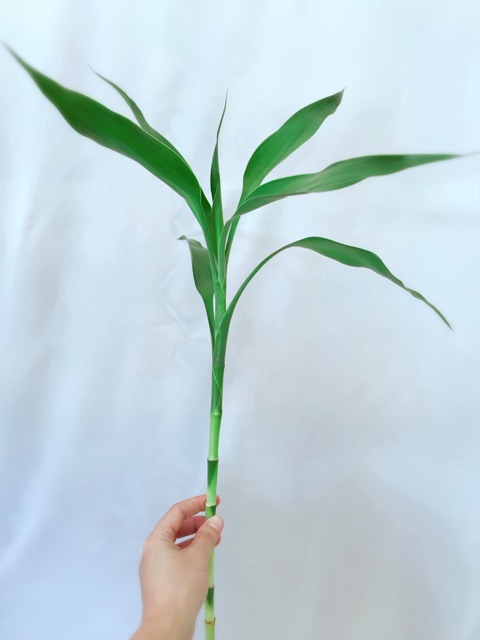 กวนอิม สูง50เซนติเมตร ไผ่กวนอิม ต้นตรง ต้นไม้ฟอกอากาศ ต้นไม้มงคลต - รูปที่ 6