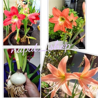 ว่านสีทิศ ว่านมงคลนิยมปลู สีแดง สีโอรส สีส้ม(ชุด 1 หัว) ขั้นต่ำ 3 หัว