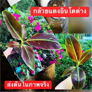 💥กล้วยแดงอินโด💥กล้วยด่าง💥ต้นจริงตามภาพไซร์ใหญ่ความสูง40-50cm