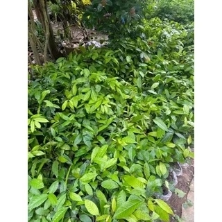 มะฮอกกานี (ชุด10ต้น) สูง 20-30 เซนถุง 2 นิ้ว
