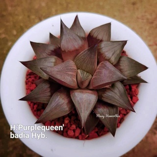 H.’Purplequeen’ badia Hyb. A073