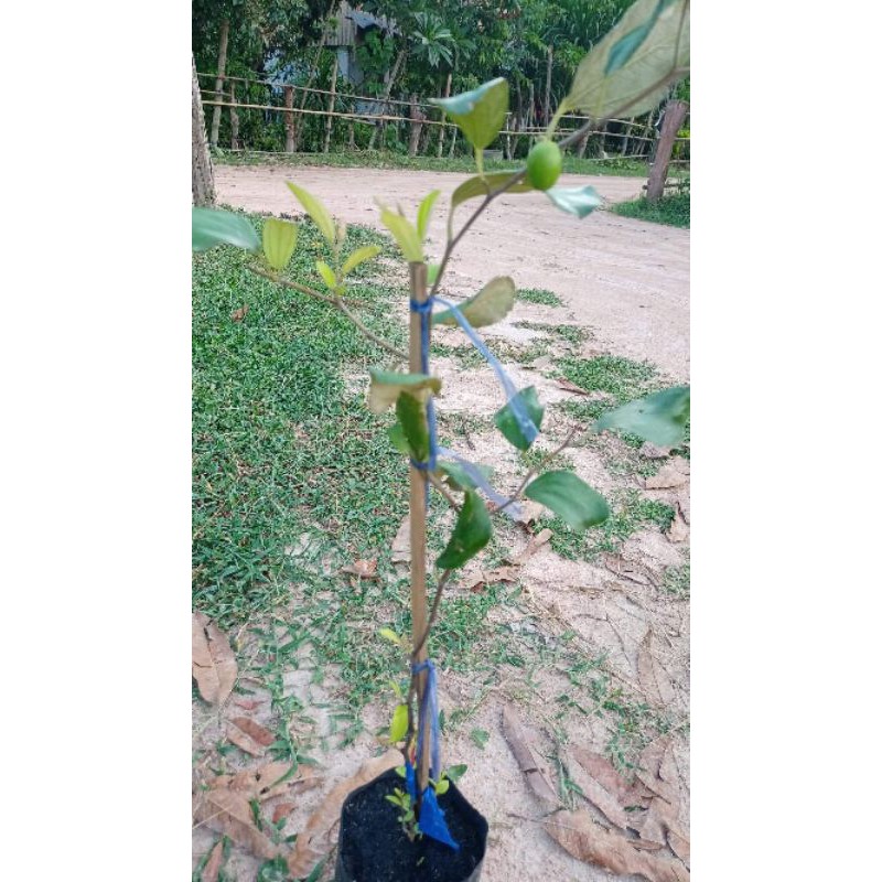 ต้นพุทรานมสด ติดผลดก รสหวานกรอบกลิ่นหอม ปลูก 1 ปีติดผล สูง60-80ซ.ม แบบทาบกิ่ง ราคา ถูกที่สุด ดีลบีเคเค แกลเลอรีภาพที่ 2