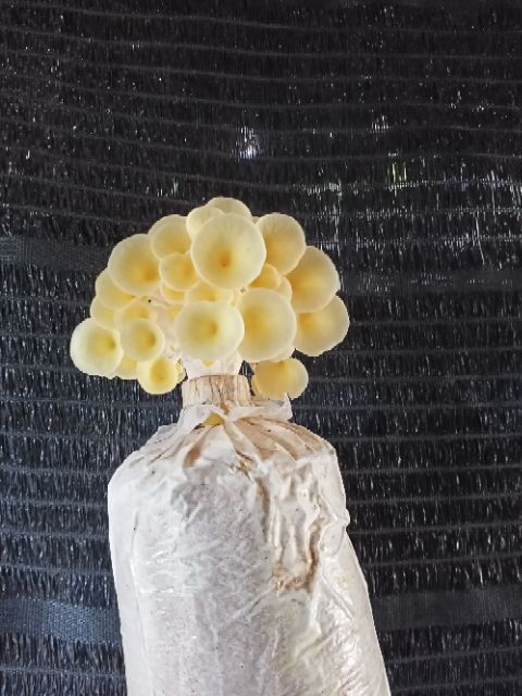 เห็ดนางรมทอง เห็ดคอลลาเจน เห็ดสุขภาพ เซท3ก้อน กรอบหอมรสชาติดี เชื้อ เดิน เต็ม แล้วค่ะ - รูปที่ 2