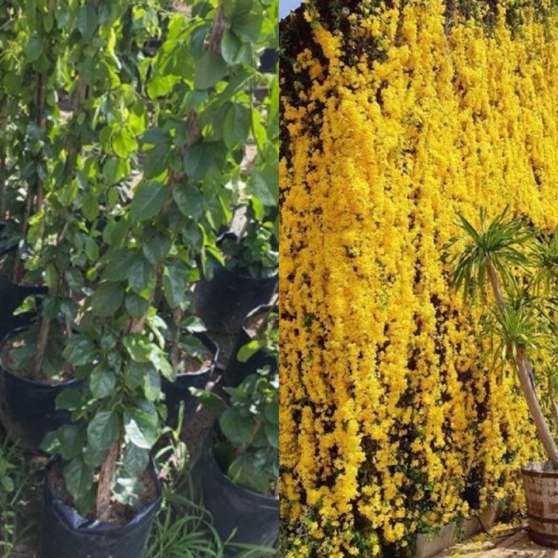 ต้นเหลืองชัชวาลย์ หรือ เล็บวิฬาร์(เล็บแมว)cat'sclaw creeper  🌼 สูง80-1เมตร ไม้เลื้อย ทำซุ้ม
