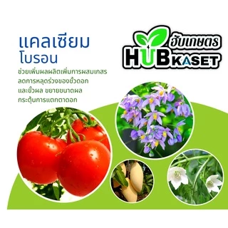 นูโปรมิกซ์-ซองชมพู 50กรัม (แคลเซียมโบรอน) ผสมเกสร ขยายผล ขั้วเหนียว