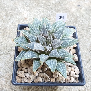 พร้อมส่ง!!ฮาโวเทีย Haworthia wimii hybrid First Frost จัดส่งแบบล้างรากพร้อมป้าย