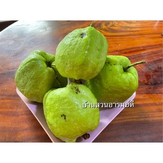 ฝรั่งกิมจู เกรด B 4 kg (ส่งไว) มีใบรับรองมาตรฐาน สด สะอาด หวาน กรอบ อร่อย แคลน้อย สุขภาพดี วิตามิน C สูงงงง