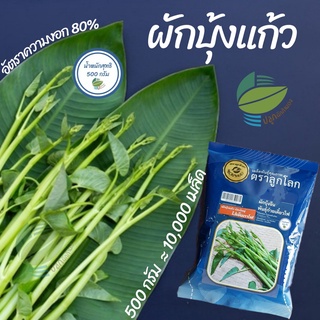 เมล็ดผักบุ้งแก้ว  ผักบุ้งแก้ว 10,000 เมล็ด (500g) ต้นอ่อนผักบุ้ง