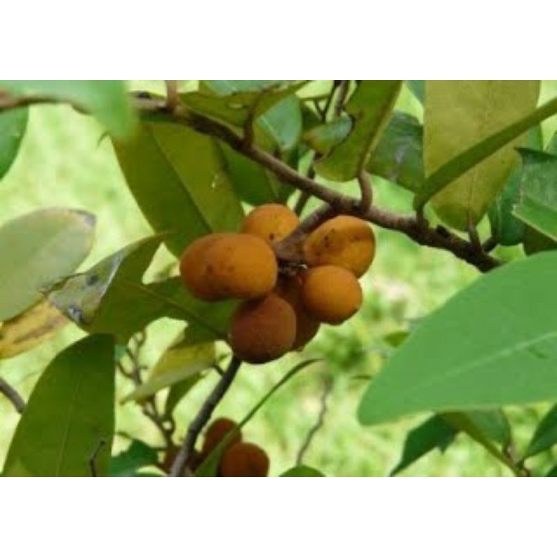 ต้นนมแมว/ดอกมีกลิ่นหอม/ผลสุกรสหวาน/และเป็นสมุนไพรขนาด70-80เซนฯ