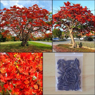 เมล็ดพันธุ์ หางนกยูงฝรั่ง ดอกสีส้ม Flame Tree, Flamboyant, Royal Poinciana 30 เมล็ด