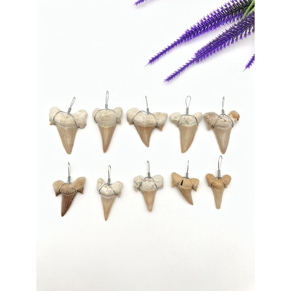 100% Natural Shark Tooth Pendent / Rare Item / Best for